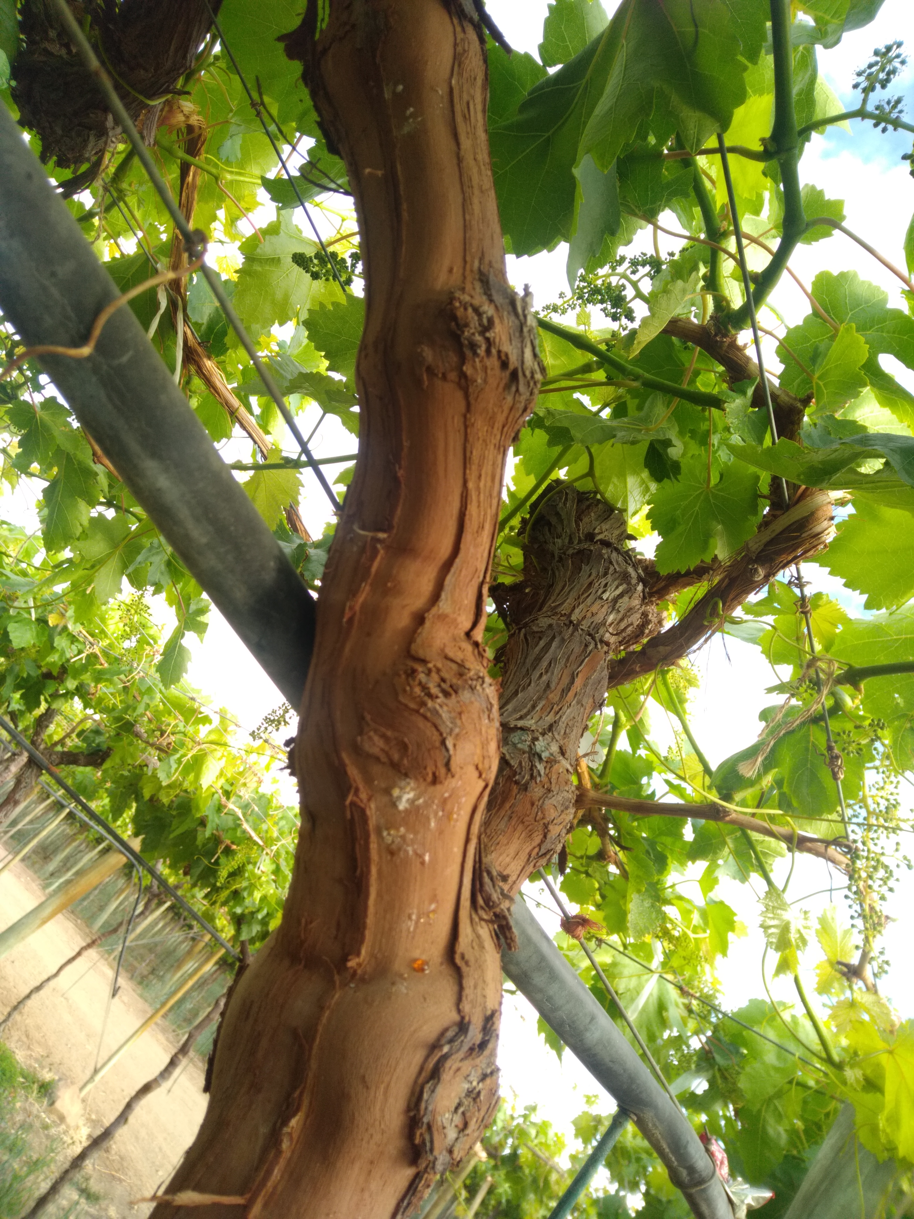 image of vineyard infested with mealybug.
